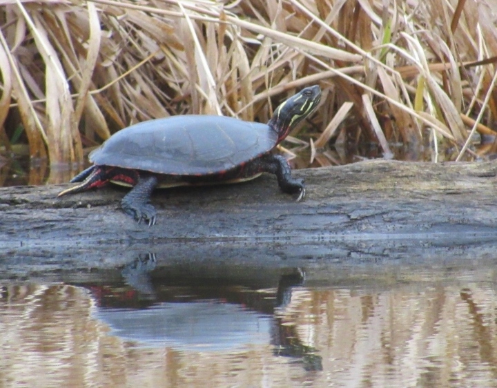 Midland Painted Turtle